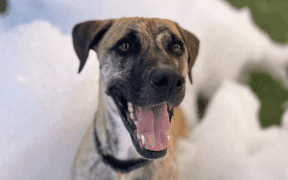A German Shephard mix dog has its mouth open in a cloud of soap bubbles.