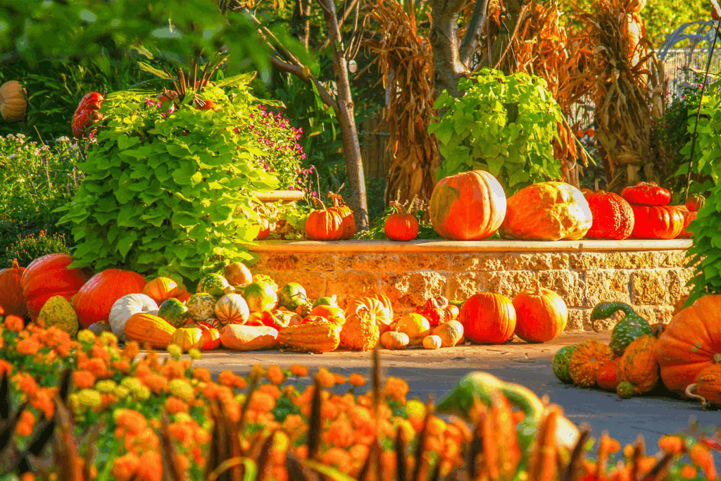 A display of multicolored pumpkins and gourds with fall flowers and greenery at Dallas Arboretum and Botanical Gardens, Pumpkin Village.