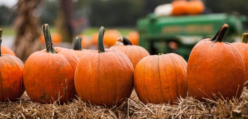 Pumpkins lined up on hay bales with a John Deere tractor in the background.