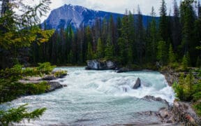 The Canadian Rockies with a mountain peek behind tall pine trees and rushing spring water.