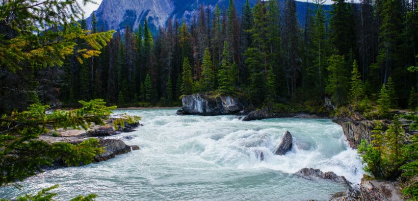 The Canadian Rockies with a mountain peek behind tall pine trees and rushing spring water.