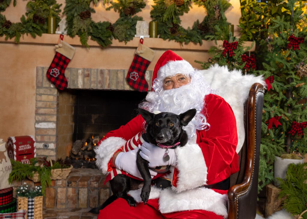 Santa sits in a chair holding a mid-size dog surrounded by holiday decor at Royal Palms Resort and Spa.