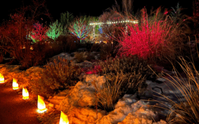 A row of farolitos and lit up trees for La Luz de las Noches at the Santa Fe Botanical Garden.