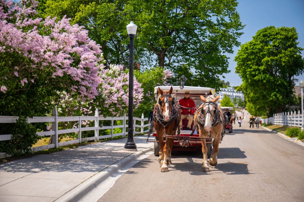 A person holds the reigns guiding two horses walking in front of a horse-drawn carriage with blooming lilacs on Mackinac Island.