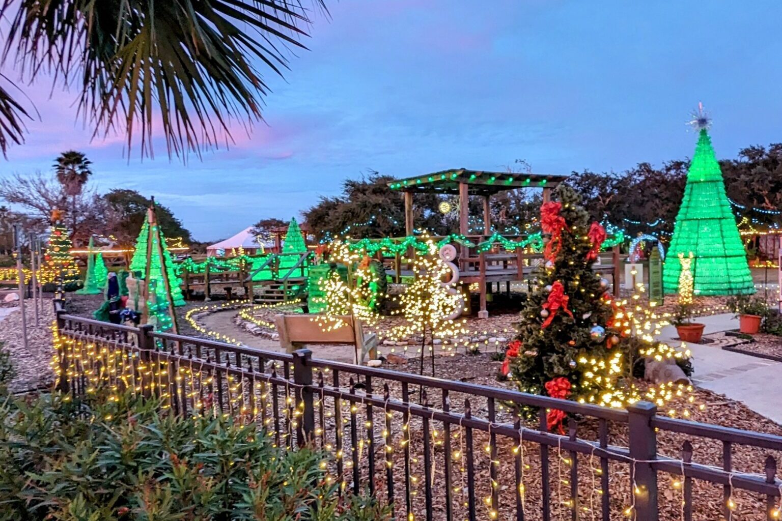 South Texas Botanical Gardens & Nature Center HOLLY-DAYS with lit up trees and Christmas trees.